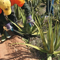 Culture de la plante Aloe Vera