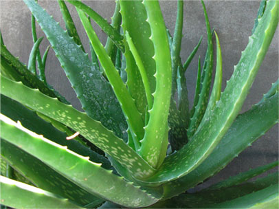 Aloe Vera Plante