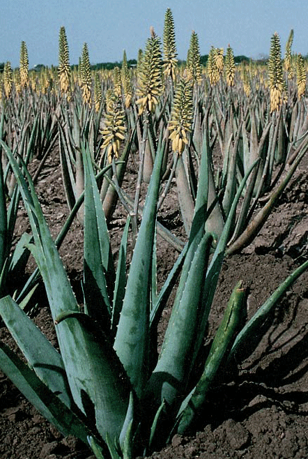 Aloe Vera Plante